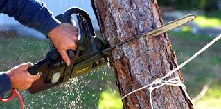 Best Firewood Processing and Delivery  in Needles, CA