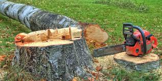 Best Tree Removal  in Needles, CA