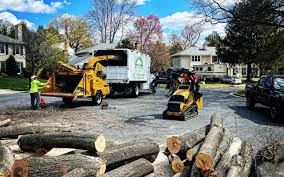Tree and Shrub Care in Needles, CA