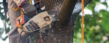 Best Leaf Removal  in Needles, CA