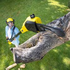 Best Commercial Tree Services  in Needles, CA
