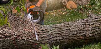 How Our Tree Care Process Works  in  Needles, CA