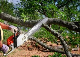 Best Tree Cabling and Bracing  in Needles, CA