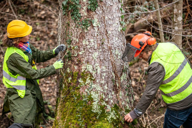 Best Tree Risk Assessment  in Needles, CA