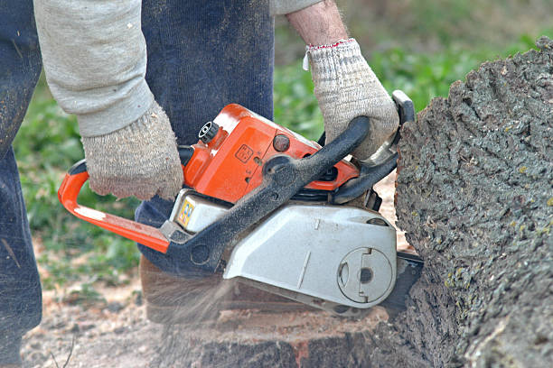 Best Utility Line Clearance  in Needles, CA