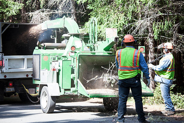 Best Tree Mulching  in Needles, CA