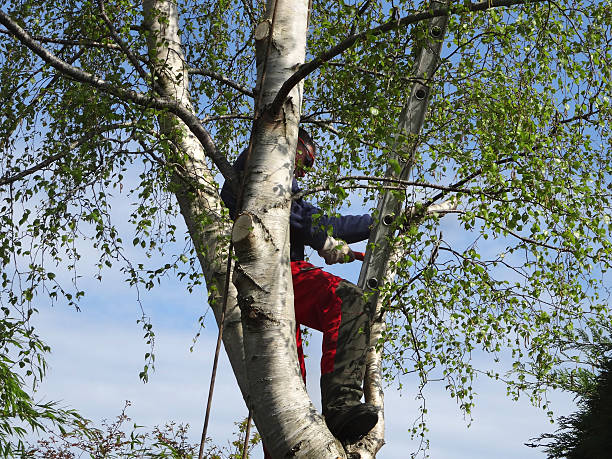 Best Root Management and Removal  in Needles, CA