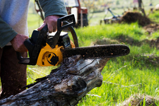 Best Tree Trimming and Pruning  in Needles, CA