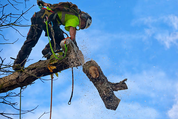 Best Stump Grinding and Removal  in Needles, CA