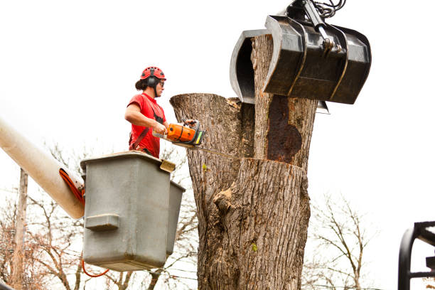 Best Arborist Consultation Services  in Needles, CA
