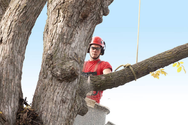 Needles, CA Tree Care Company