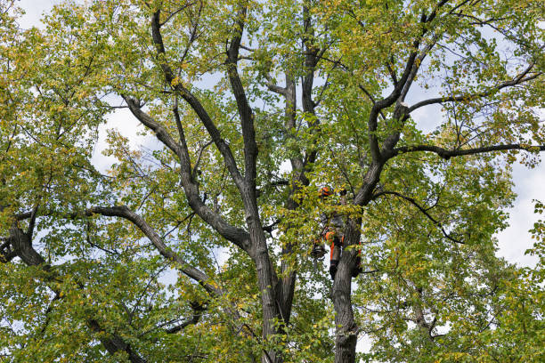 Best Fruit Tree Pruning  in Needles, CA